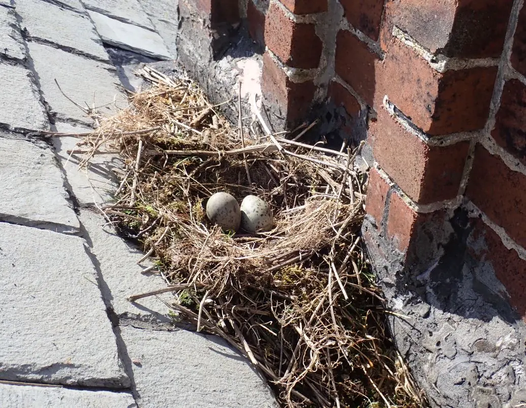 A Herring Gull nest containing two eggs, on the roof of a building